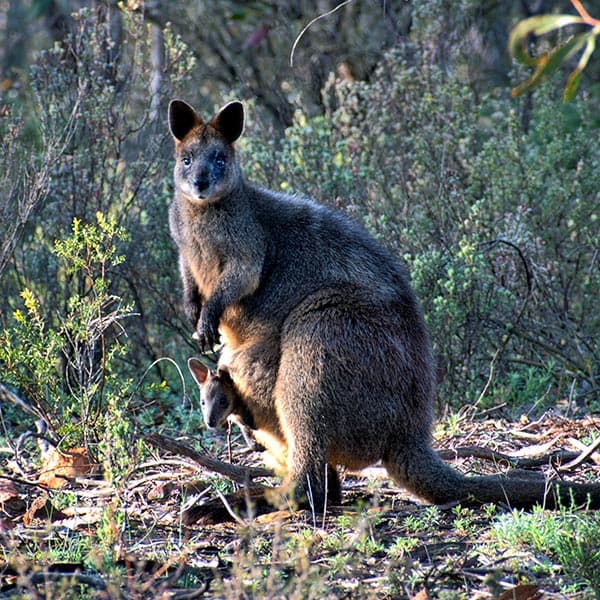 Wallaby and baby in pouch